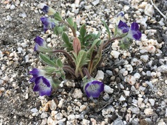 Phacelia davidsonii