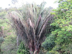 Oenocarpus bataua