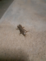 Gryllotalpa
