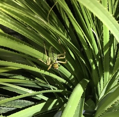 Neobarrettia spinosa