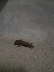 Gryllotalpa