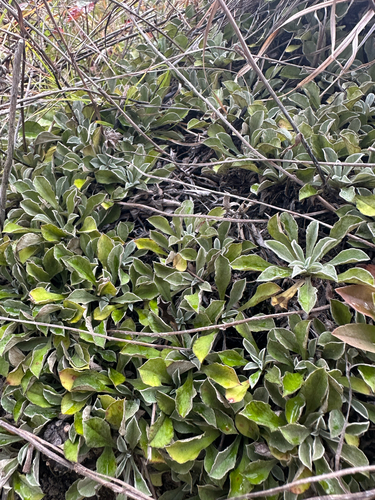 Antennaria howellii observed 2026-10-02