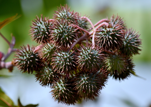 castor bean