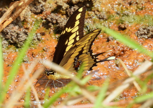 Thoas Swallowtail