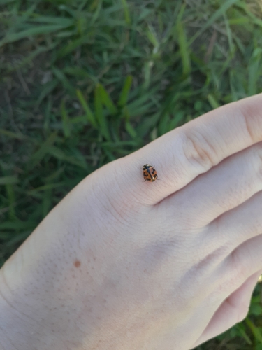 Small Transverse Ladybird Beetle