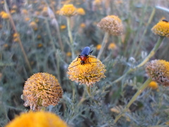 Heliotaurus ruficollis