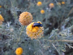 Heliotaurus ruficollis
