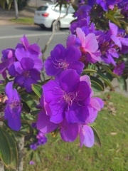 Pleroma semidecandrum