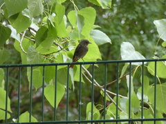 Phoenicurus ochruros