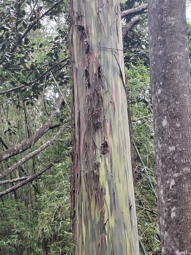 Eucalyptus observed 2026-10-02