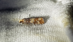 Eucopina tocullionana