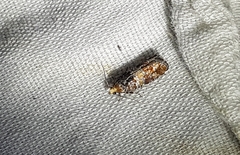 Eucopina tocullionana