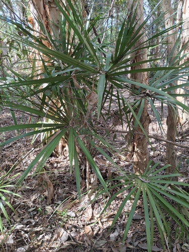 Livistona decora, 2026-10-03
