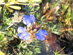 Blepharis procumbens