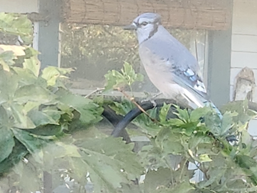 Blue Jay