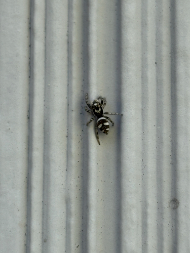 Zebra Jumping Spider