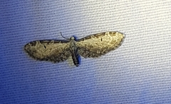 Eupithecia ravocostaliata