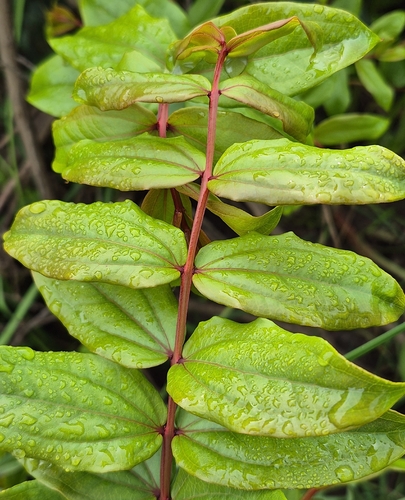 Coriaria ruscifolia observed 2026-09-29