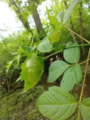 Contarinia negundinis