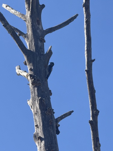 Downy Woodpecker