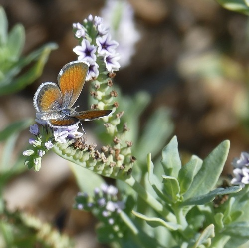 Western Pygmy-Blue photo 6