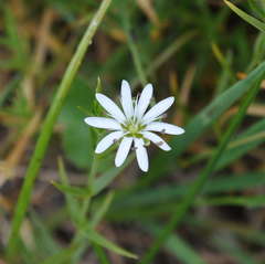 Stellaria angustifolia