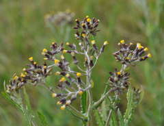 Senecio glomeratus glomeratus