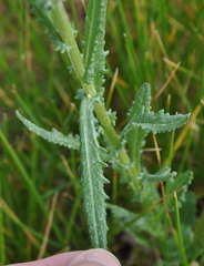 Senecio glomeratus glomeratus