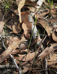 Genoplesium despectans