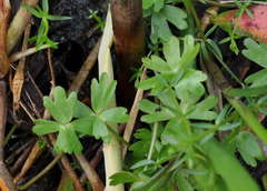 Ranunculus amphitrichus