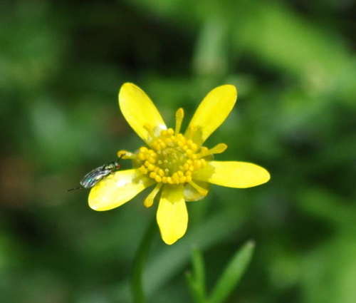 Image of Ranunculus inundatus by (c) Kevin Sparrow, some rights reserved (CC BY)