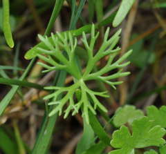 Ranunculus inundatus
