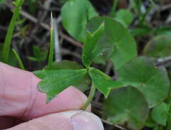 Ranunculus amplus