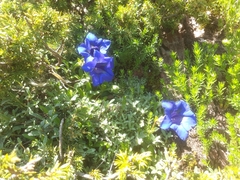 Gentiana acaulis
