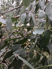 Eucalyptus ovata