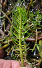 Myriophyllum simulans