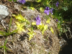 Pinguicula grandiflora