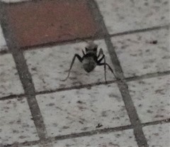 Polyrhachis illaudata