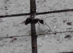 Polyrhachis illaudata