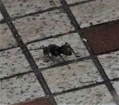 Polyrhachis illaudata