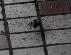 Polyrhachis illaudata