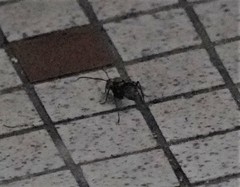 Polyrhachis illaudata