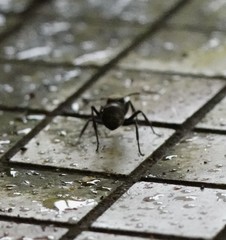 Polyrhachis illaudata