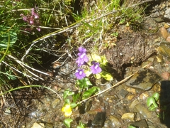 Pinguicula grandiflora