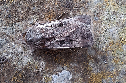 Brown Cutworm