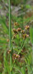 Juncus holoschoenus