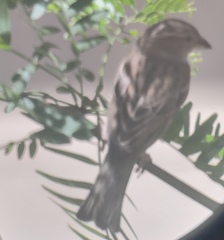Passer domesticus