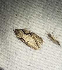 Semioscopis packardella