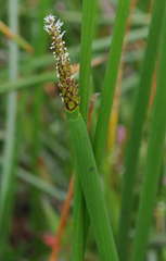 Eleocharis sphacelata