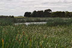 Eleocharis sphacelata